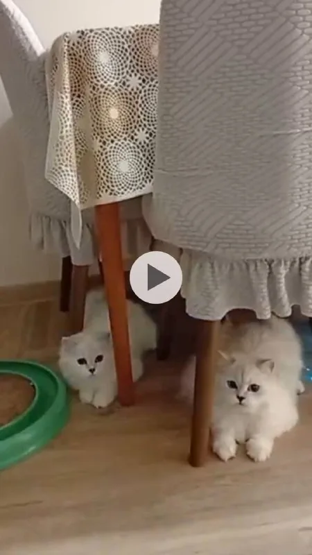 Котята шотландской породы Мия, Чика и Зевс 1