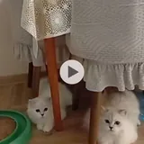 Котята шотландской породы Мия, Чика и Зевс 1