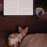 Рыжий котенок 3
