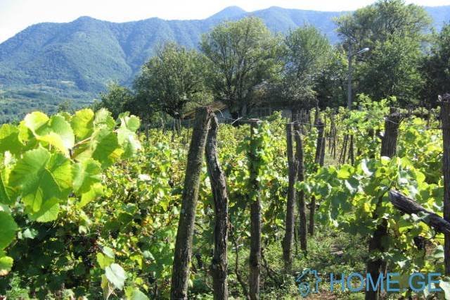 Земельный участок с виноградником 1150 кв.м. 2