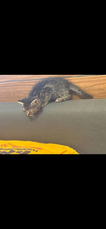 Котёнок мальчик сероватый полосатый ищет дом 3