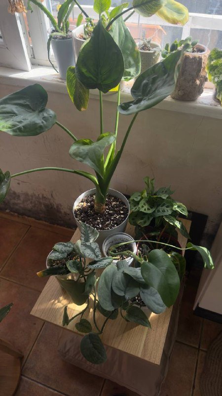 Алоказия куккулата, Монстера, Маранта, Филодендрон, Сциндапсус растения