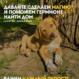 Гермиона, щенок 6