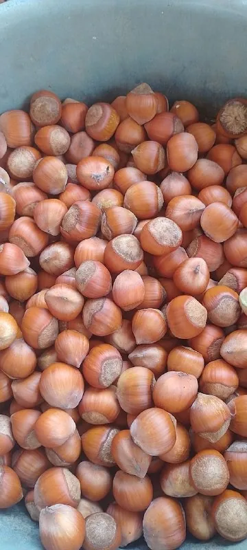 Фундук 1