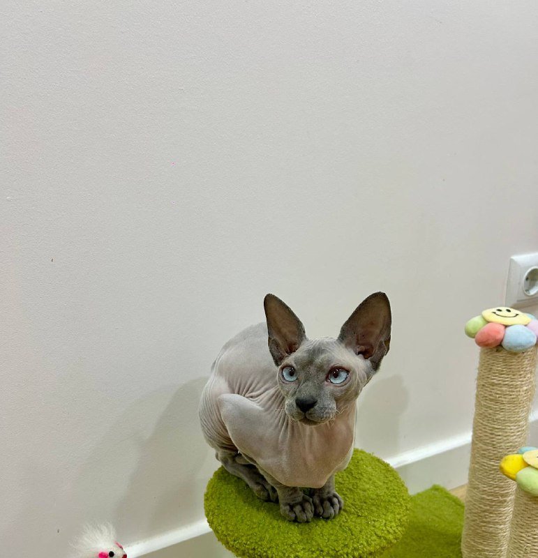 Котёнок сфинкса с вещами