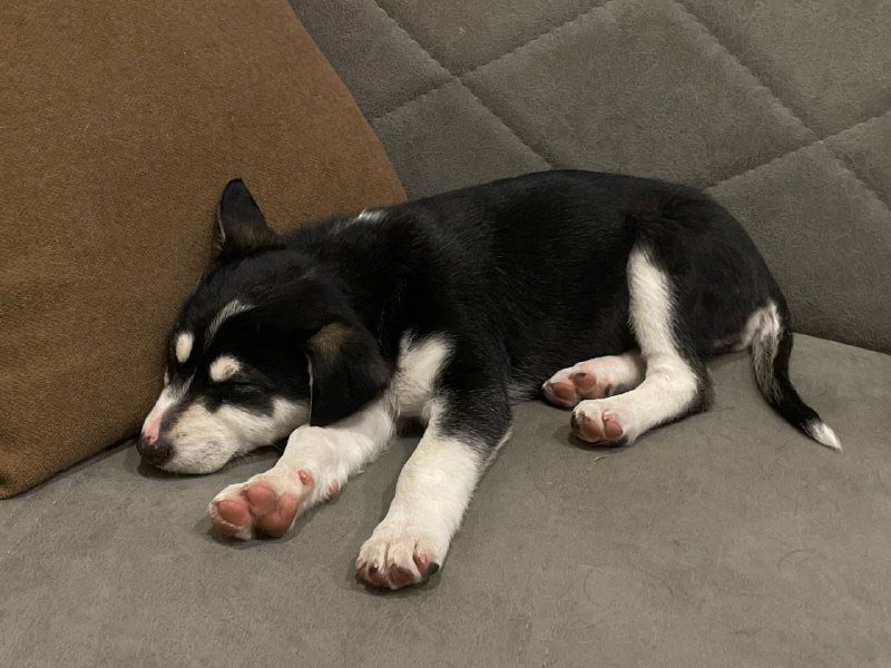 Щенок девочка для дома, корм и пеленки 2