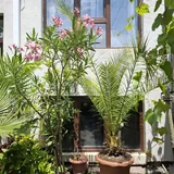 Цветы, пальмы, фикус, олеандр, гибискус, хосты, сукуленты 3