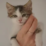 Котёнок Шмат ищет дом 3