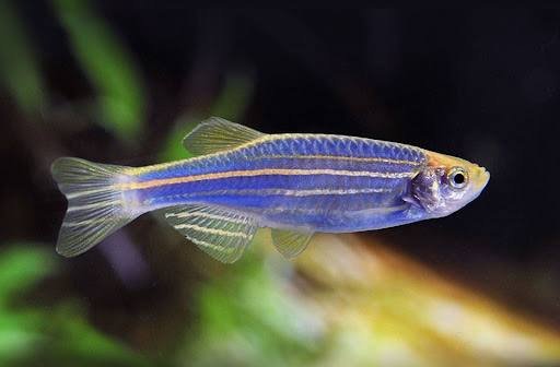 Неоны, Данио голубой, сомики-коридорасы, креветки 4