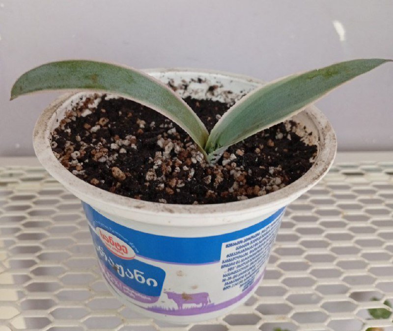 Майка для собаки, комбинезон, ботинки, игрушка-дозатор, держатель бирки 9