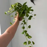 Комнатные растения, лиана Эпипремнум 2