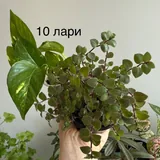 Комнатные растения 2