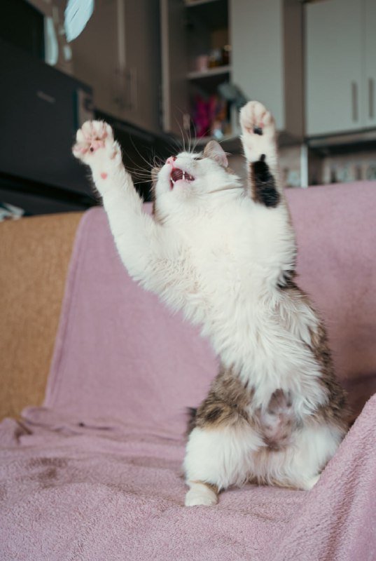 Кошка Пупся ищет семью для заботы и любви 3