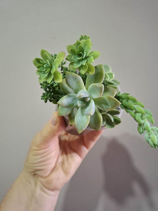 Суккуленты, перец огонек, сингониумы, монстера, рафидофора минима 2