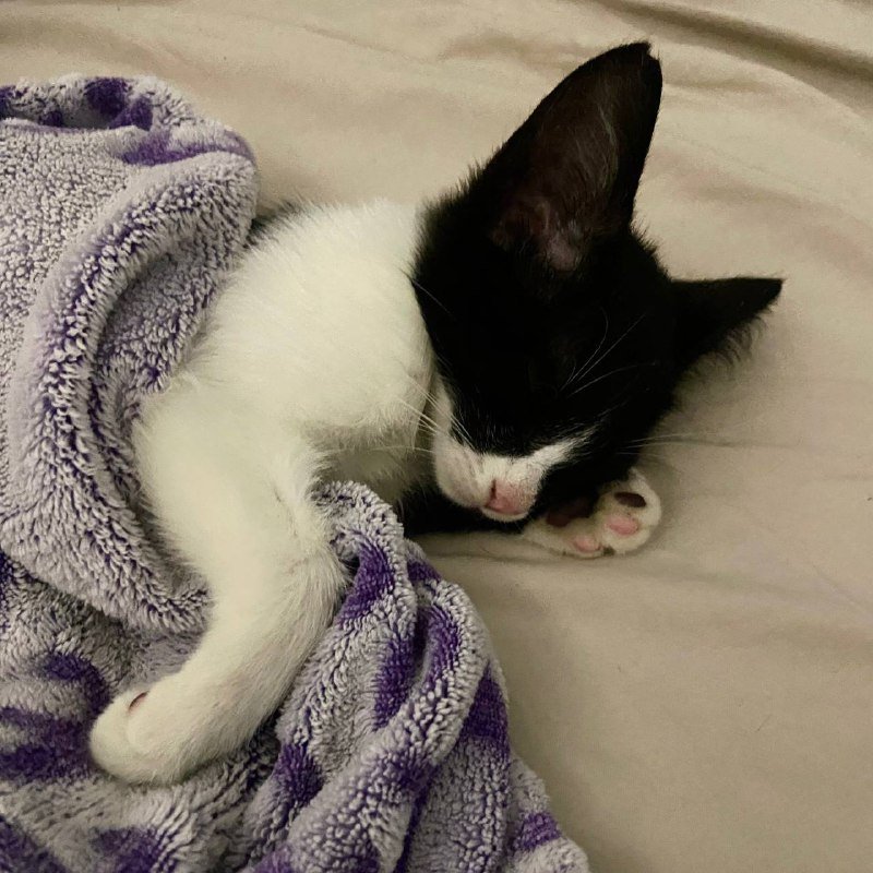 Два кота Шерлок и Смоки в дар 2