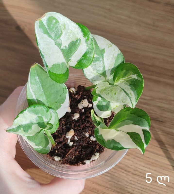 Комнатные растения 8