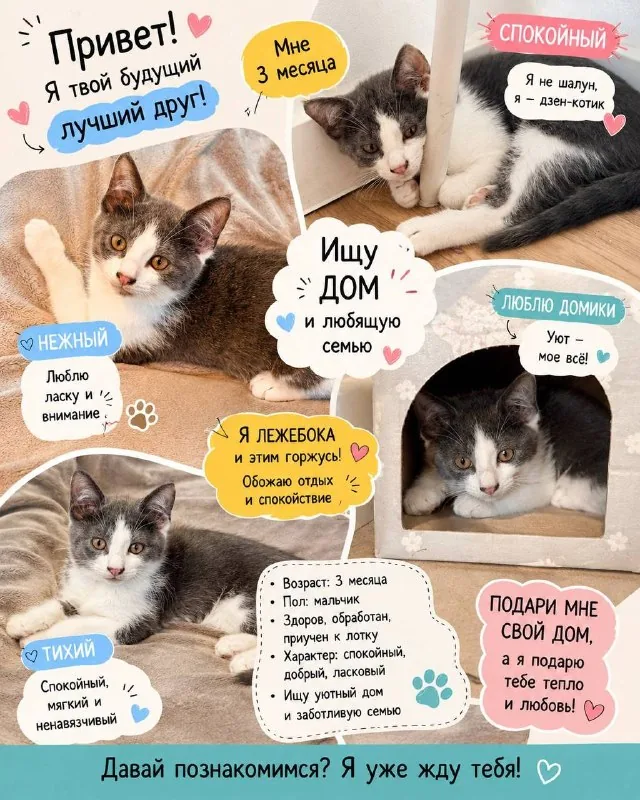 Котята в добрые руки 1