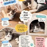 Котята в добрые руки 1