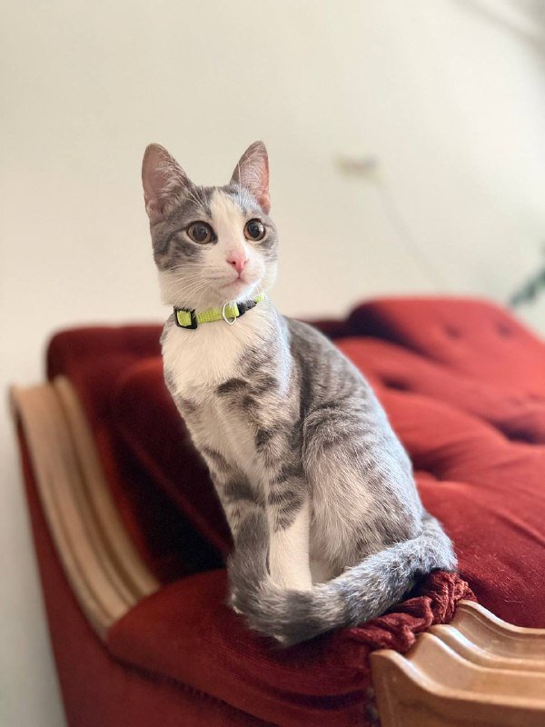 Котенок около 7 месяцев ищет дом 3