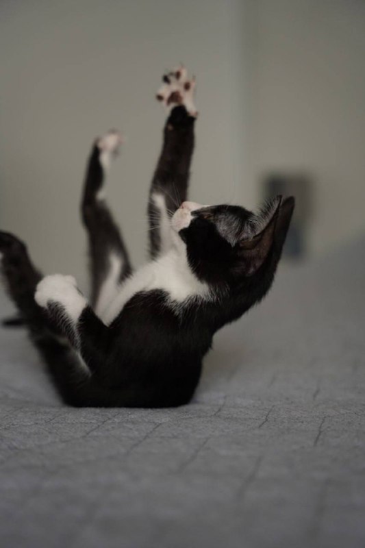Кошка Вишня, 2 месяца, в дар