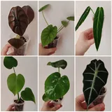 Комнатные растения 5