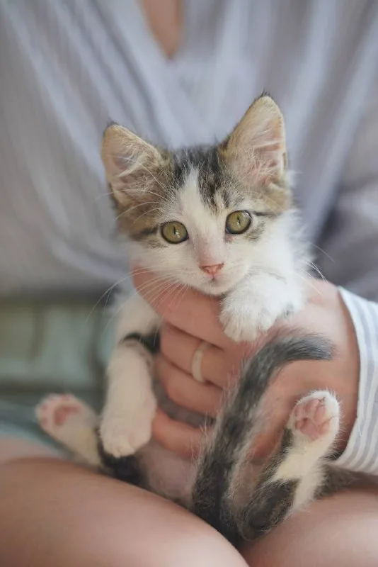 Котёнок Шмат ищет дом 1
