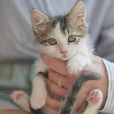 Котёнок Шмат ищет дом 1