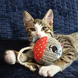 Котёнок 2