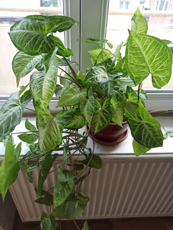 Монстера, Сингониум большой, Сингониум малый 4