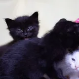 Котята 5