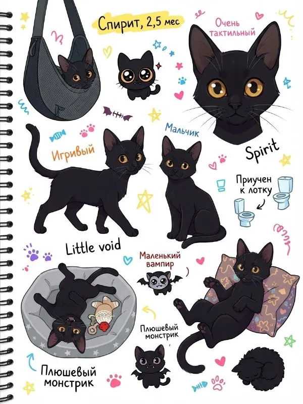 Котенок Spirit, 2,5 мес.