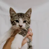 Котенок Ремарк 3
