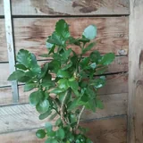 Комнатные растения 4
