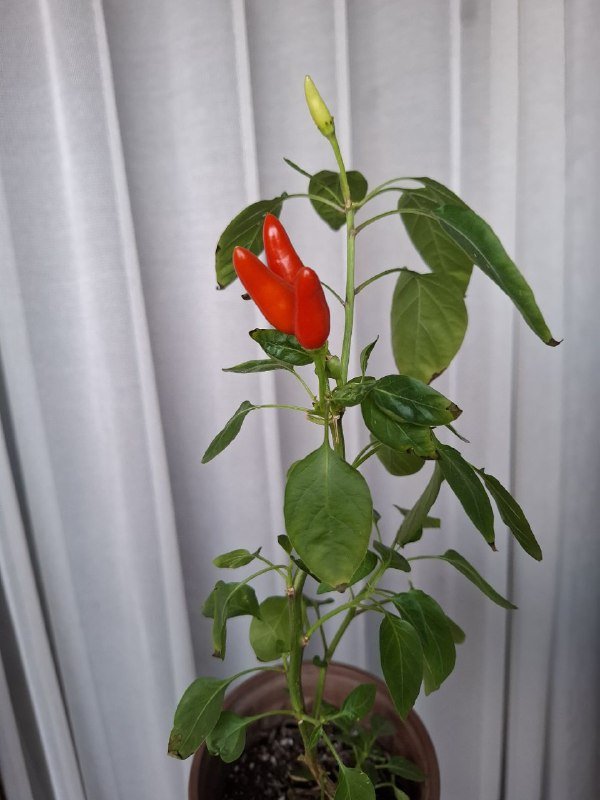 Комнатные растения разные виды 7