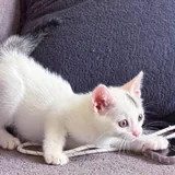 Котик 4