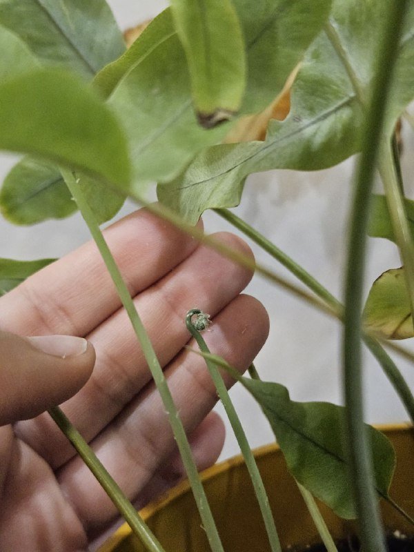 Флебодиум растение 45 см 3