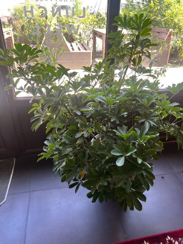 2 стулья 4шт 5