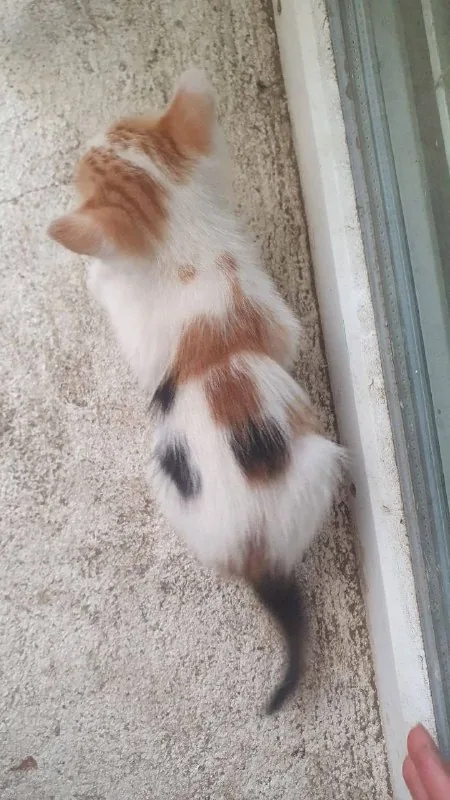 Котёнок в добрые руки 1