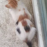 Котёнок в добрые руки 1