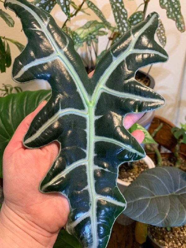 Клубни алоказий Лонгилоба, Нобилис, Жаклин 3