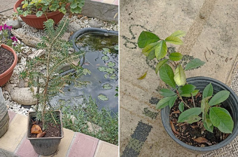 Глоксиния, жиросжигатель, L-карнитин, ВСАА, креатин, морской коллаген, фотиния 7