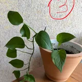 Комнатные растения, монстера, замиокулькас, традесканция, хлорофитум 4