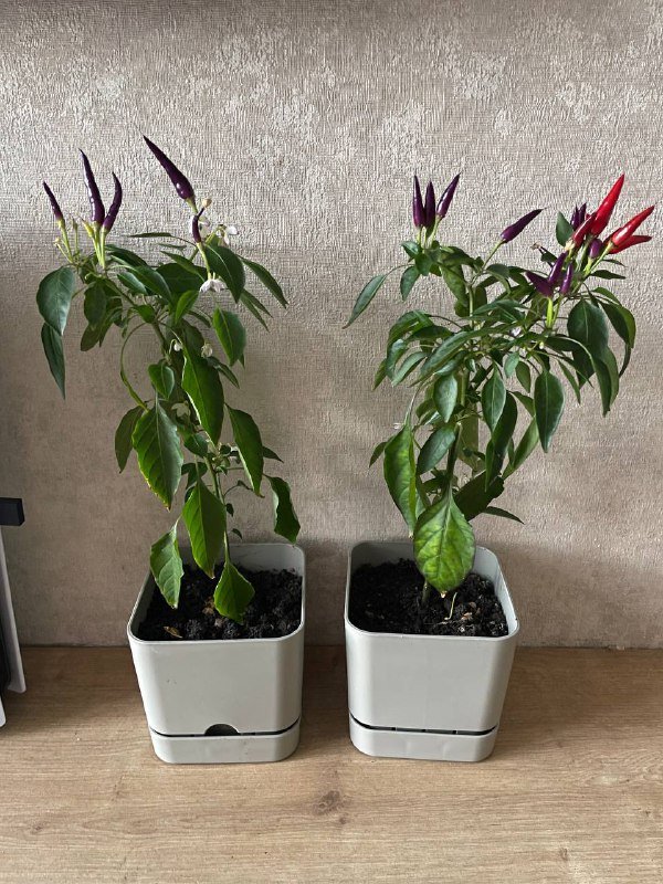 Чили перцы в горшках 2