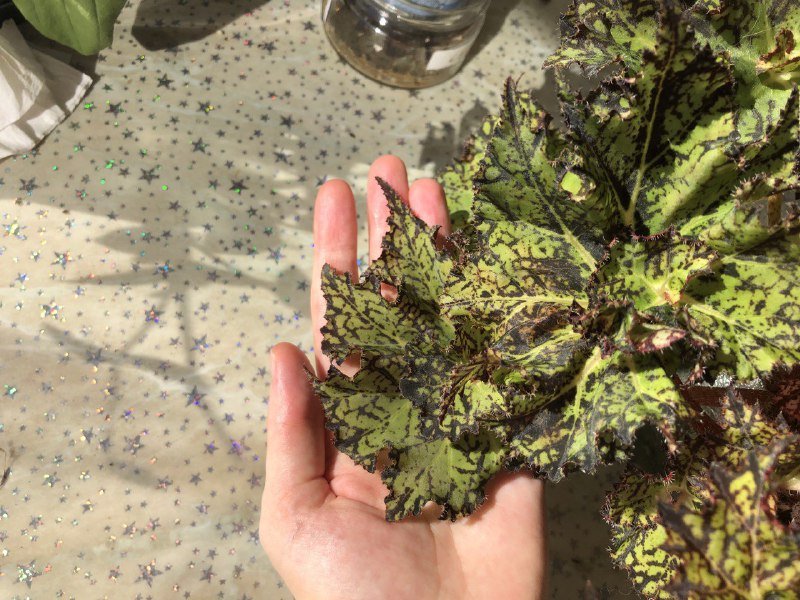 Декоративнолиственная бегония Шамус, растения 3