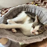 Котенок Космо, бесплатная передержка 6
