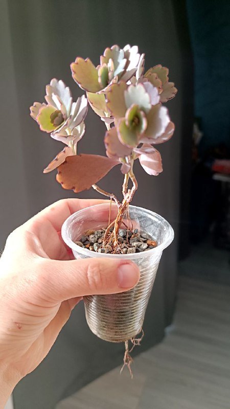 Растения Каланхоэ, Граптоседум, Крассула 6