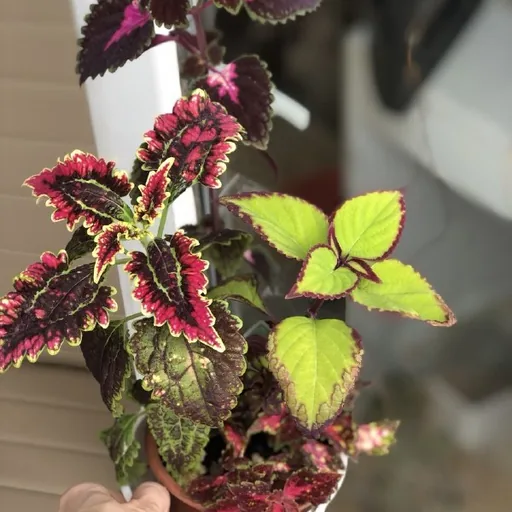 Колеусы, композиция из 4 сортов