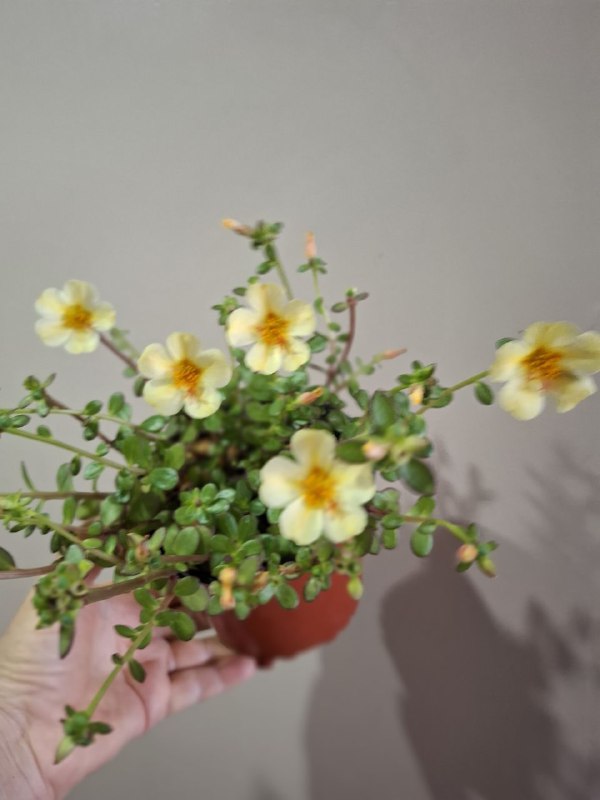 Фикус эластика, пеперомия, портулак, традесканции, шеффлера, седум пальмери 3