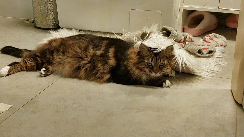 Кошка сибирская