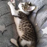 Кошечка 2